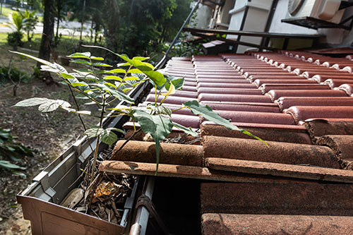 Canalon obstruido por crecimiento de plantas en su interior